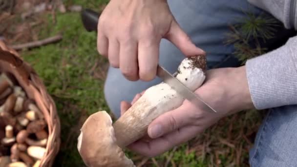 在森林里用小刀清洁野生国王波莱或香菇 — 图库视频影像