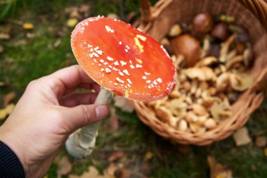Hand picking red fly agaric or amanita in the forest - wild toxic mushroom used in herbal medicine