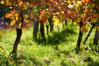 Orange and yellow leaves in a vineyard in autumn with sunlight
