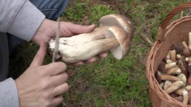 Person cleaning fresh wild porcini or king bolete mushroom in the forest