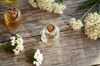A transparent bottle of yarrow essential oil with fresh Achillea millefolium flowers