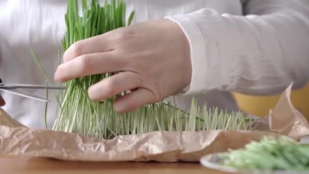 Cutting Homegrown Barley Grass Scissors — Vídeos de Stock
