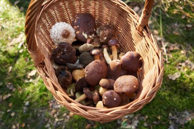 Ormanda yenebilir taze mantarlarla dolu bir sepet.