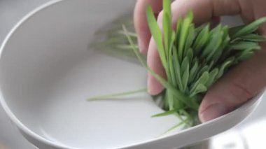 Pushing fresh young green barley grass into a juicer with a hand