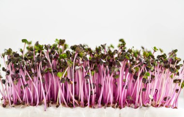 Purple cabbage sprouts or microgreens on white background with copy space