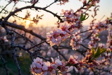 Pink almond tree branches blooming in spring sunlight