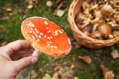 Hand picking orange fly agaric or amanita mushroom. Herbal medicine.