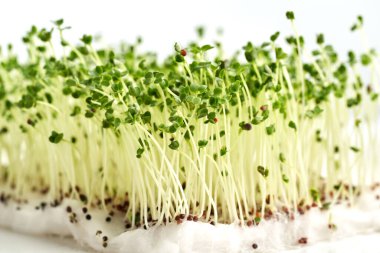 Fresh broccoli sprouts or microgreens growing on cottonwool