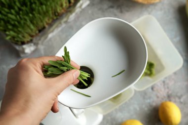 Putting fresh green barley grass blades into a juicer to prepare homemade healthy drink