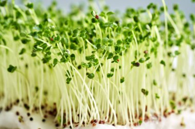 Fresh broccoli sprouts or microgreens growing from germinated seeds