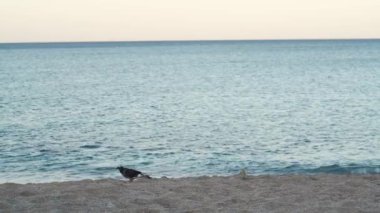 Bird search for food in sand at the seaside