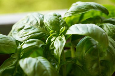 Bahçede yetişen taze fesleğen.