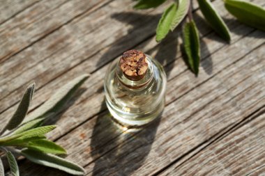 Şeffaf bir şişe aromaterapi taze adaçayı içeren gerekli yağ.