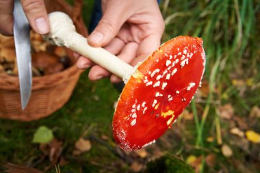 Ormanda kızıl sinek ya da amanita mantarı temizlemek.