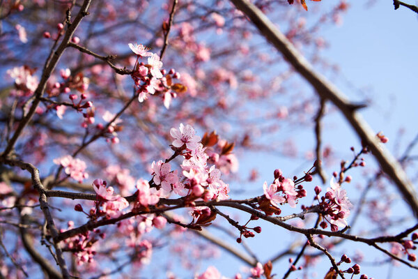 Pink blooming tree branches in spring against blue sky