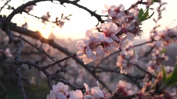 Růžové Mandlové Květy Jaře Slunečného Rána — Stock video