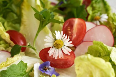 Bahar başında toplanan papatya, civciv ve diğer yenilebilir bitkilerle birlikte sebze salatası.