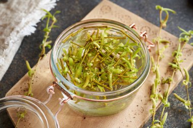 Genç söğüt dalları alkolün içinde eriyor. Mücevher tentürü hazırlığı.