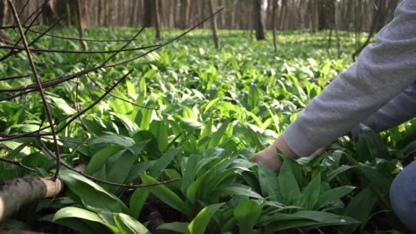 Mulher Cortando Alho Urso Ramson Folhas Floresta Primavera Planta Comestível — Vídeo de Stock