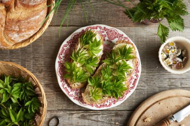 Bahar başında ekşi ekmek dilimlerinde toplanan gutweed yaprakları.