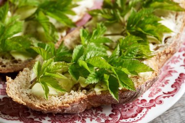 Taze, genç goutweed ya da yaşlı yaprakları bir dilim ekşi ekmek üzerinde. İlkbaharda toplanan yabani yenilebilir bitki..