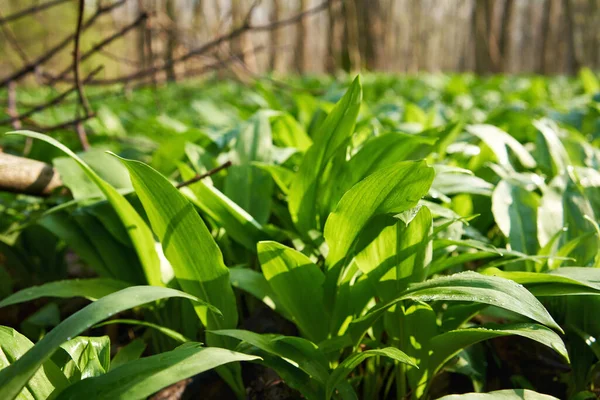 Ayı sarımsağı ya da Allium ursinum taze yaprakları baharda ormanda yetişir.