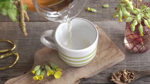把普莱姆拉茶倒入杯子里 药用植物 — 图库视频影像