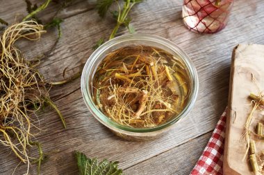 Cam kavanozda taze ısırgan otu kökü ve alkolden elde edilen bitkisel tentürlerin hazırlanması