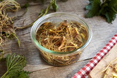 Bitkisel tentürü hazırlamak için cam kavanozda alkolün içinde taze ısırgan otu kökü.