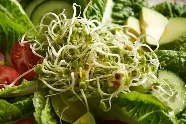 Fresh Radish Sprouts Vegetable Salad — Stock Photo, Image