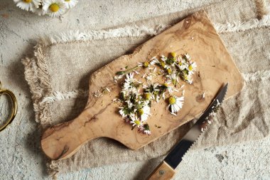 Bitkisel şurup hazırlamak için taze papatya çiçekleri kesiyorum.