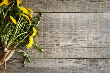 Tamamen taze çiçek açan karahindiba bitkileri. Kökleri ahşap arka planda ve kopyalama alanı var.