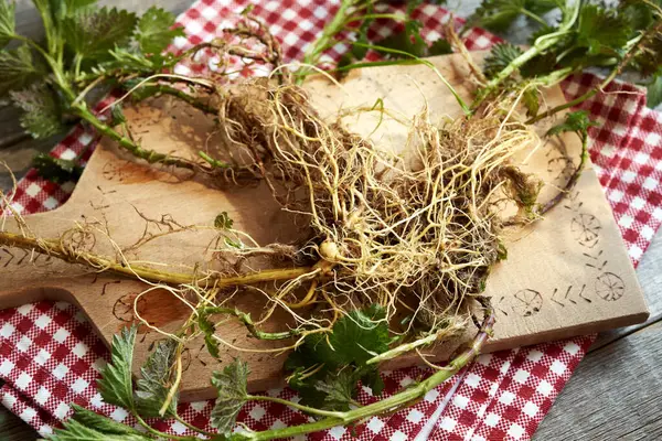 テーブルの上で春に収穫されたイラクサの根を刺す 漢方薬 — ストック写真