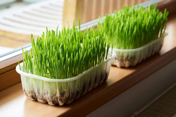 Pencere Kenarında Büyüyen Yeşil Arpa Otları Sağlıklı Besin Desteği — Stok fotoğraf