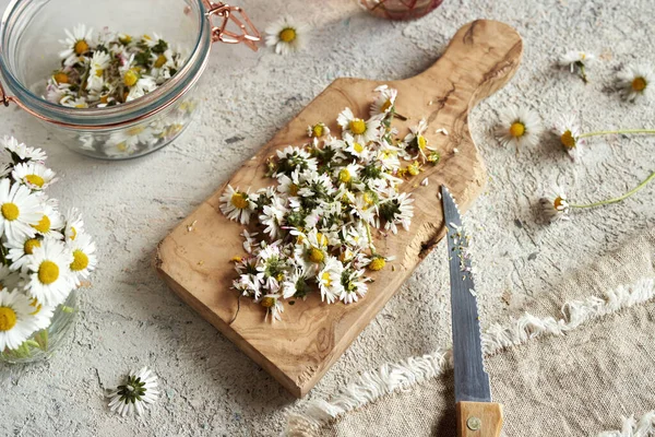 Hakker Friske Vilde Græsplæne Daisy Blomster Foråret Forberede Urtesirup - Stock-foto