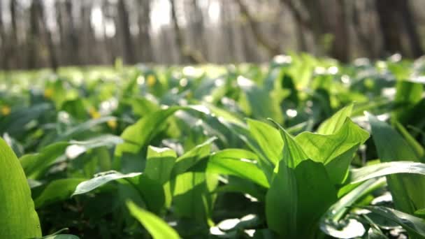 Fresh Wild Garlic Ramson Leaves Moving Wind Forest Spring — Stock Video