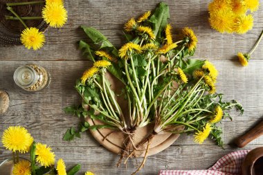 Taze çiçek açan karahindiba bitkileri. Kökleri masanın üstünde, en üstte.