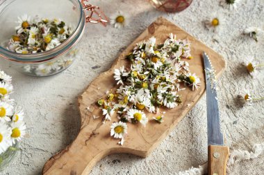 Ev yapımı bitkisel şurup hazırlamak için yabani papatya çiçekleri doğramak.