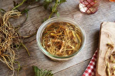 Taze ısırgan otu kökleri alkolde eriyor - bitkisel tentürlerin hazırlanması