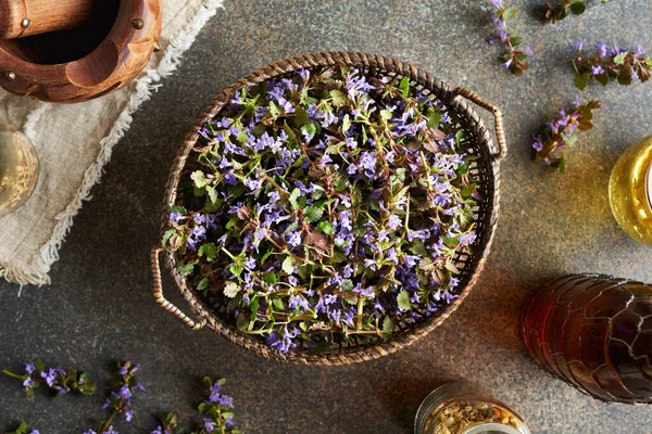 Ground-ivy flowers harvested in spring in a wicker basket, top view