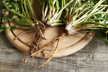 Masada taze karahindiba kökü var.