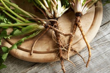 Ahşap bir masanın üzerinde karahindiba kökü yakın çekim - bitkisel ilaçlar için malzeme