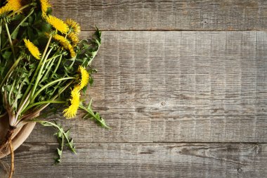 Taze çiçek açan karahindiba bitkilerinin kökleri ahşap arka planda, kopyalama alanı var.