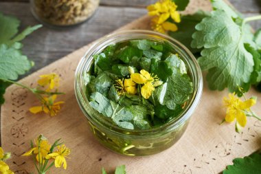 Taze tetterwort ya da Chelidonium yapraklarından ve çiçeklerden bitkisel tentürlerin hazırlanması