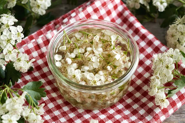 Zubereitung Von Kräutertinktur Aus Frischen Weißdorn Oder Crataegus Blüten Frühjahr — Stockfoto