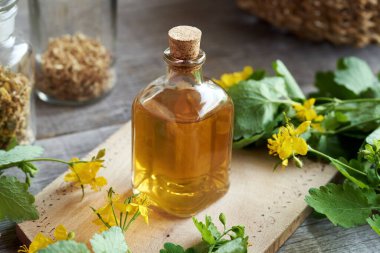 Şeffaf bir şişe daha büyük celandine ya da tetterwort tentürü ve çiçek açan Chelidonium majus.