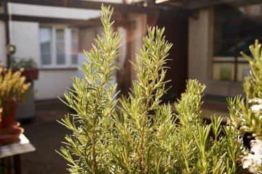 Arka bahçede güneş ışığında yetişen taze biberiye.