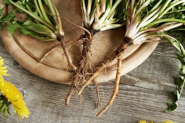 Fresh dandelion roots on a wooden background, top view
