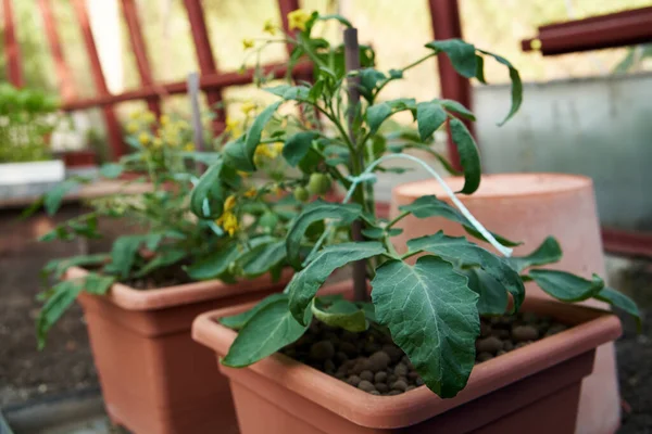 stock image Blooming tomato seedlings growing in flowerpots  in a greenhouse