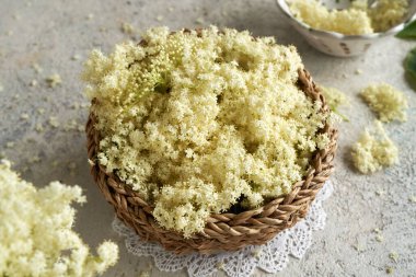 Bahar mevsiminde sepetin içindeki taze mürver çiçekleri.